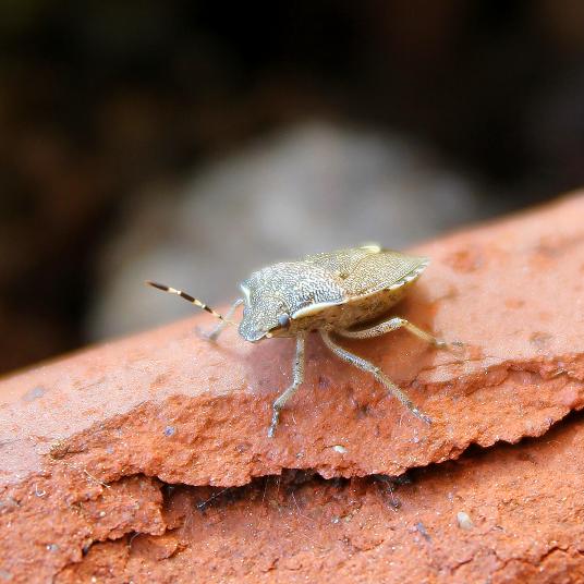 Pentatomidae: Holcostethus albipes di Lombardia (MI)